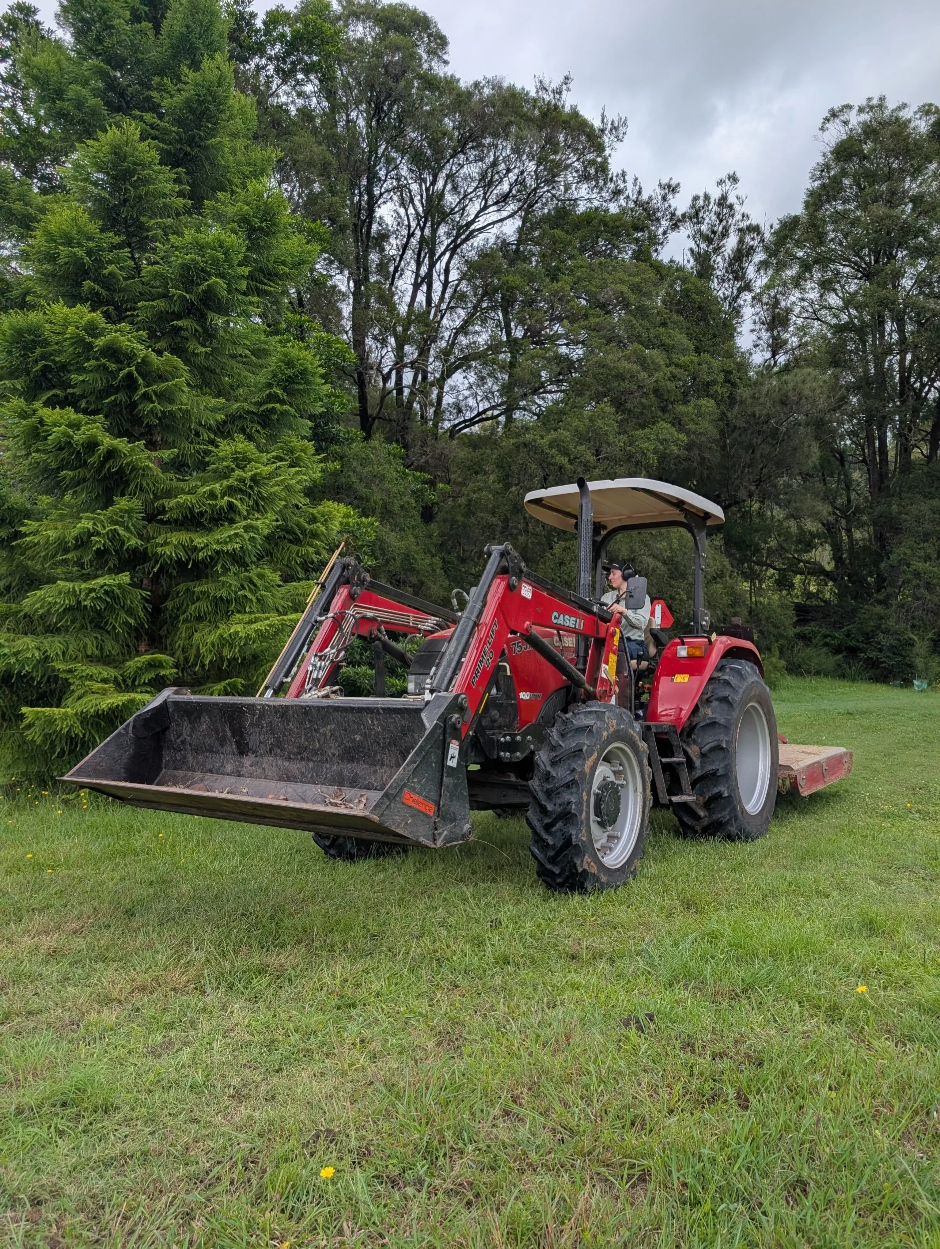 Woman drives red CASEIH JXM 75hp tractor slasher through riparian planting project near Tarome, Scenic Rim QLD