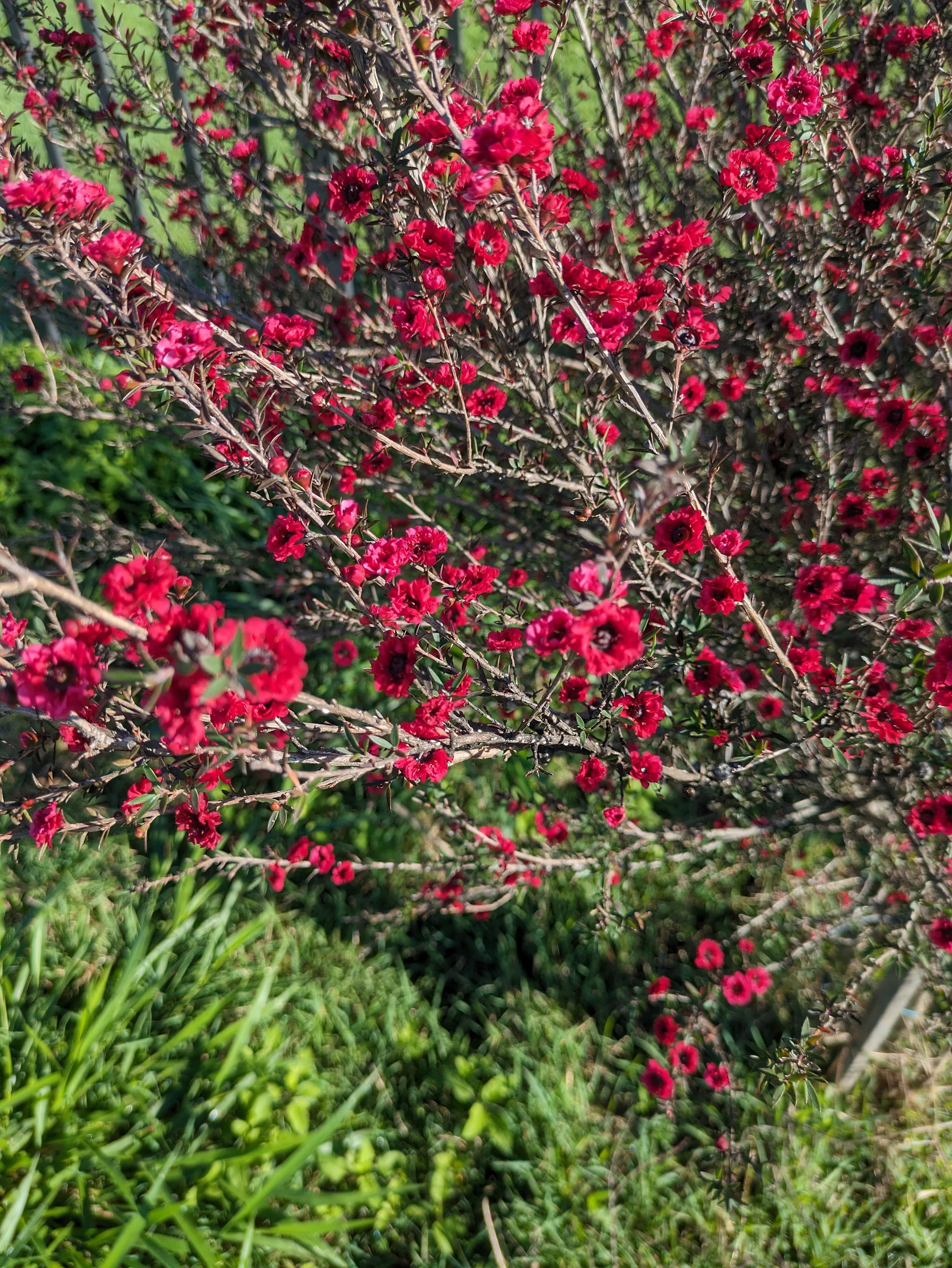 Native leptospermum shrubs native brisbane garden with pink and purple flowers.jpg