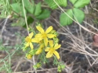 Fresh Herbs of Early Summer 2026