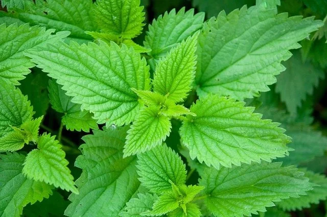 overhead photo of nettle plants with fresh spring leaves
