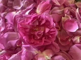 a fresh pink rose, sitting on a bed of pink rose petals