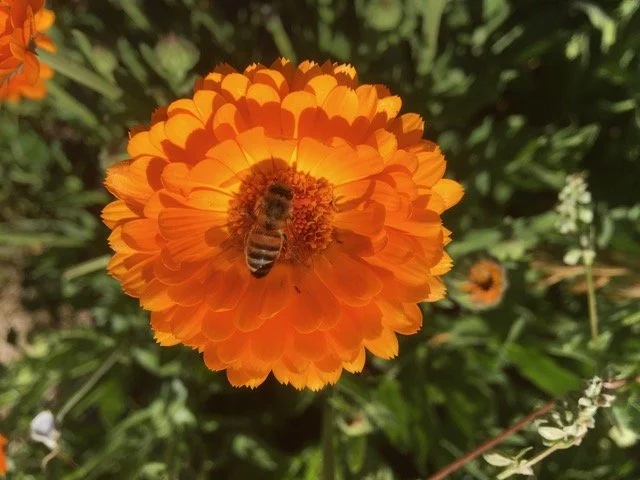 calendula flower with a small bee on it