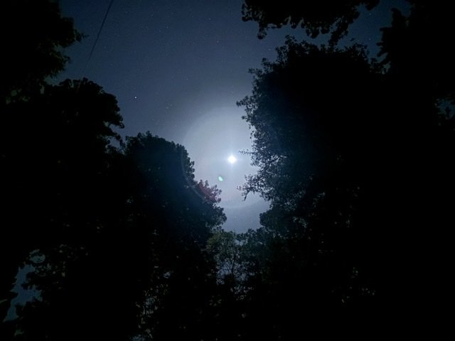 the moon shining through trees at night