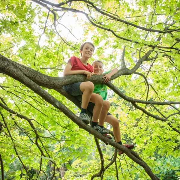 Two children sitting on a tree branch in a green, leafy forest. Photographed by Natural Family Photography, Melbourne.