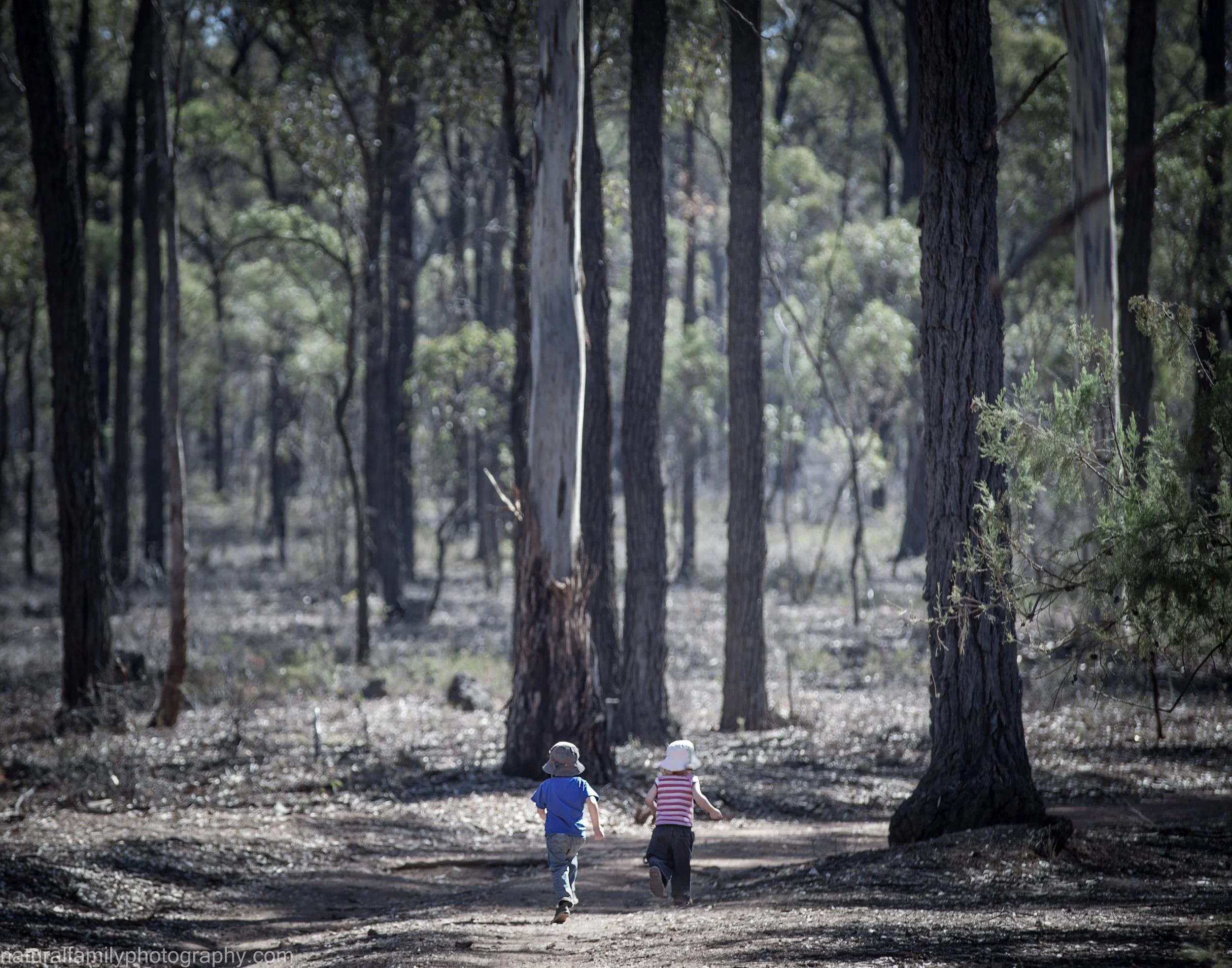Two children walking on a dirt trail through a forest of tall trees. Artistic portrait by Natural Family Photography, Melbourne.