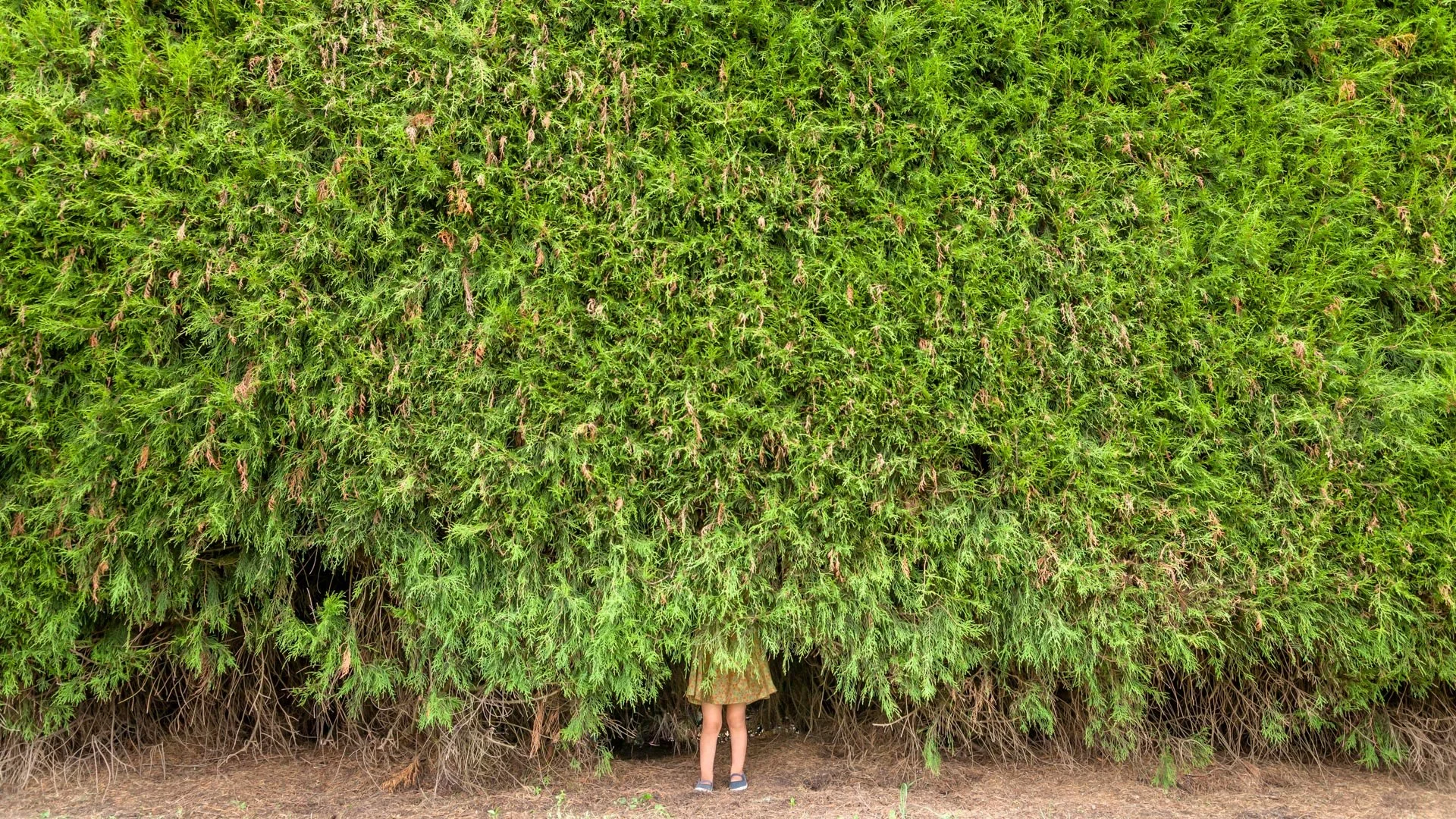 Child hiding underneath a large green bush with only legs visible.