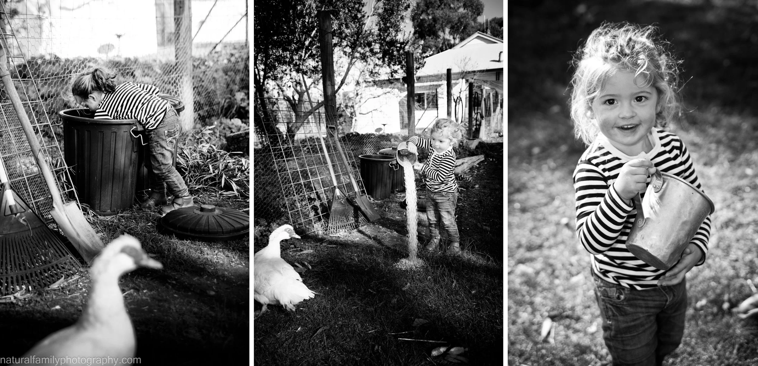 A young girl with curly hair in a striped shirt playing outside, shown in three black-and-white photos: first peering into a trash can, second pouring something from a bucket near a goose and duck on the grass, and third smiling while holding a metal