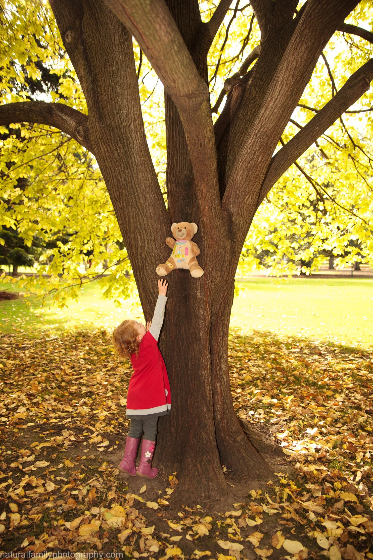 Child in red coat reaching for a teddy bear hanging from a tree in autumn.