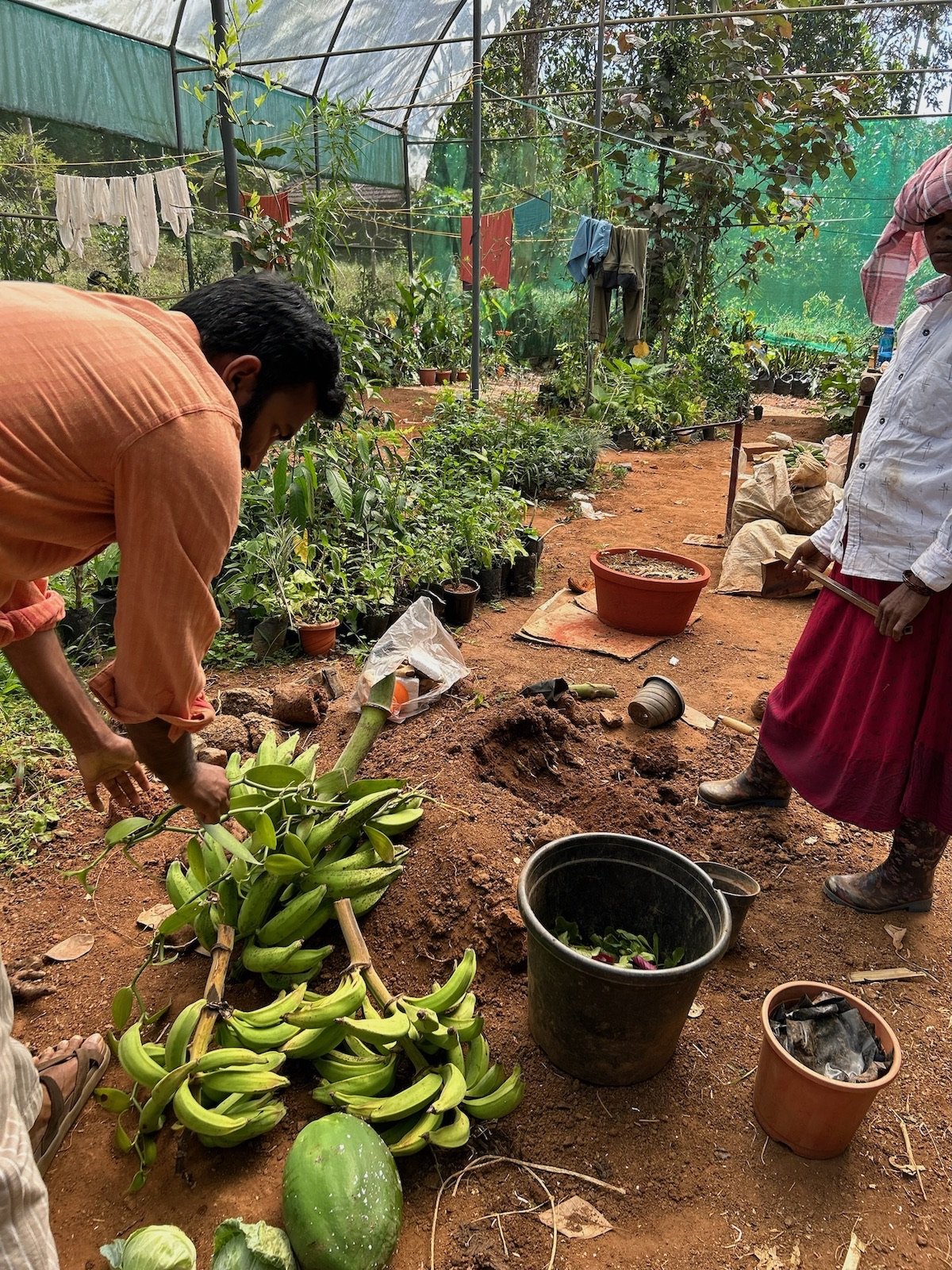 Ayurveda Loka Fruite.JPG