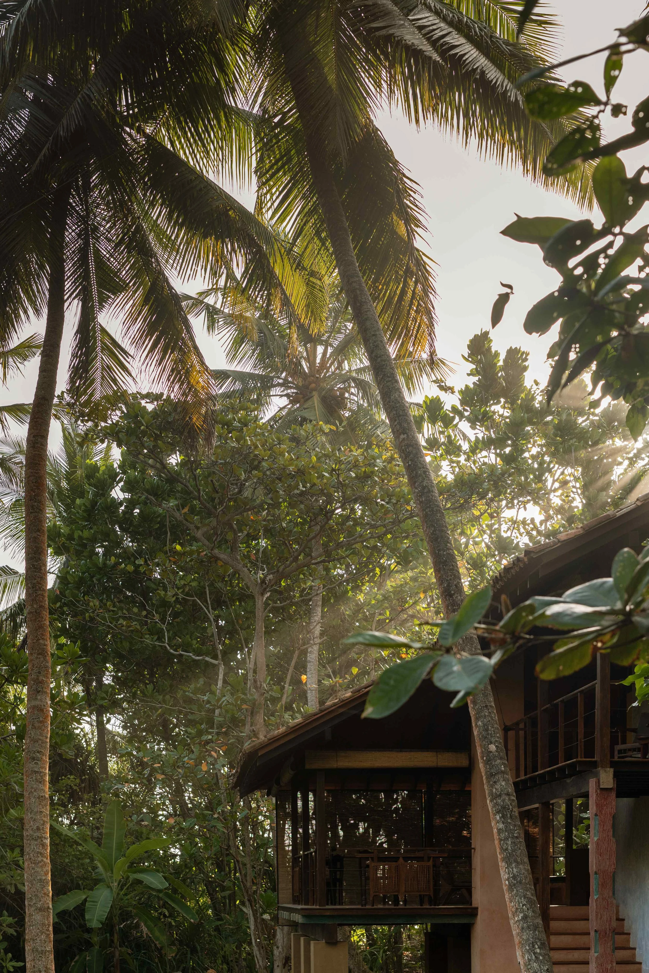 A wooden house surrounded by tall palm trees and lush greenery, sunlight filtering through the canopy.