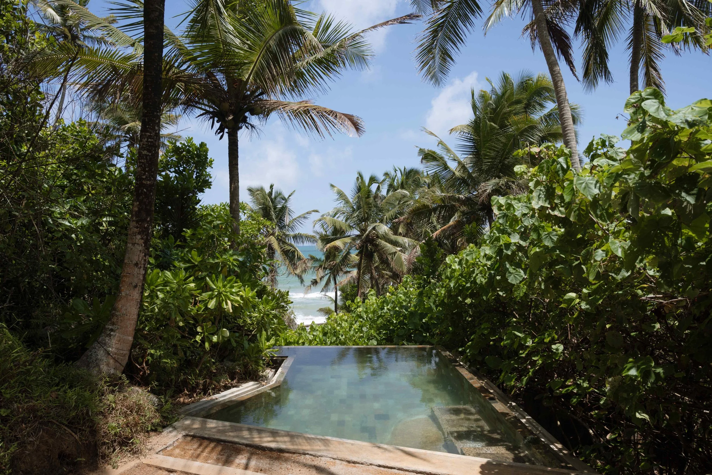 Tropical scene with lush green plants and tall palm trees, with a small pool or hot tub in the foreground, and the ocean and blue sky with some clouds in the background.