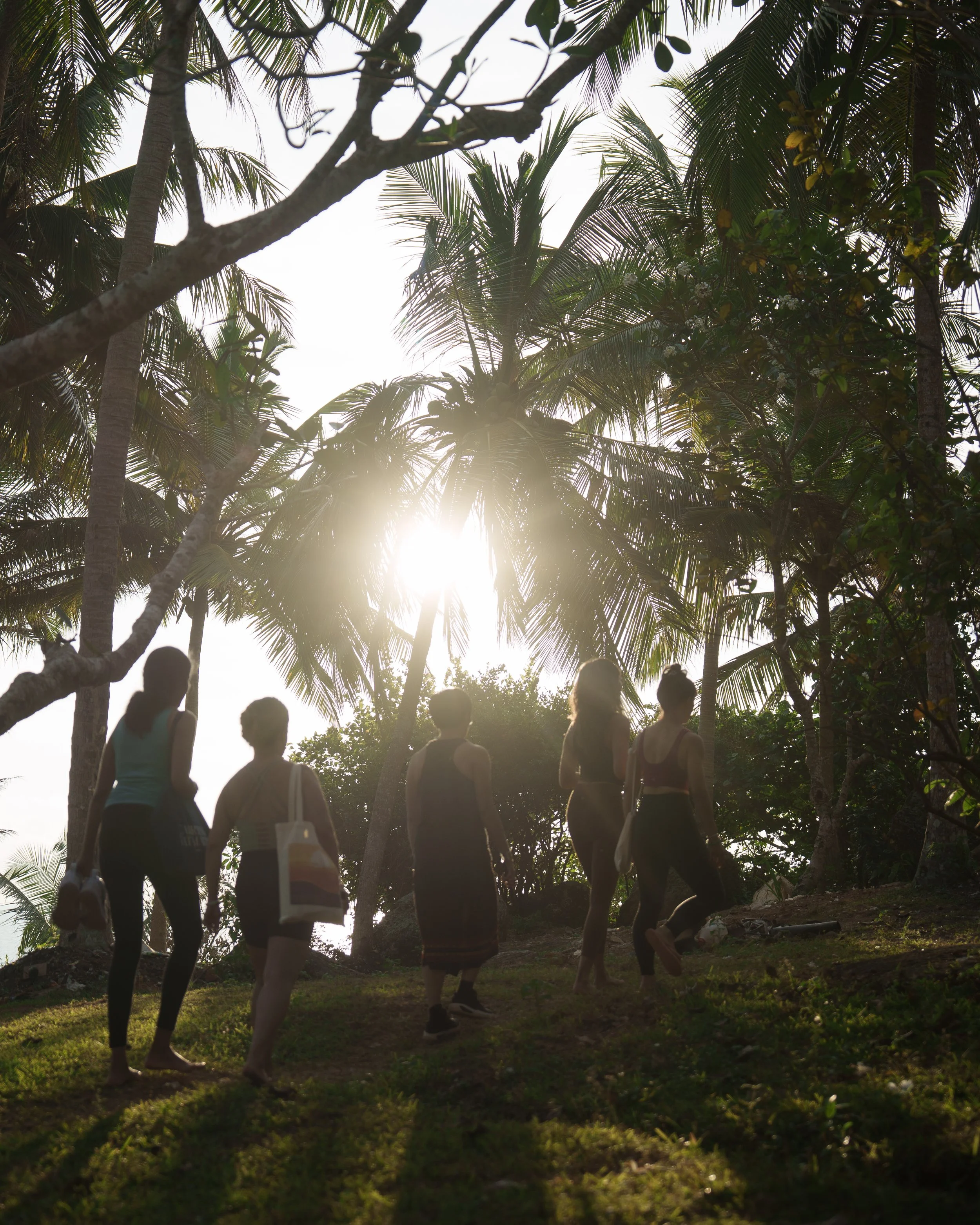 People walking on a grassy path surrounded by tall palm trees with sunlight filtering through the leaves.