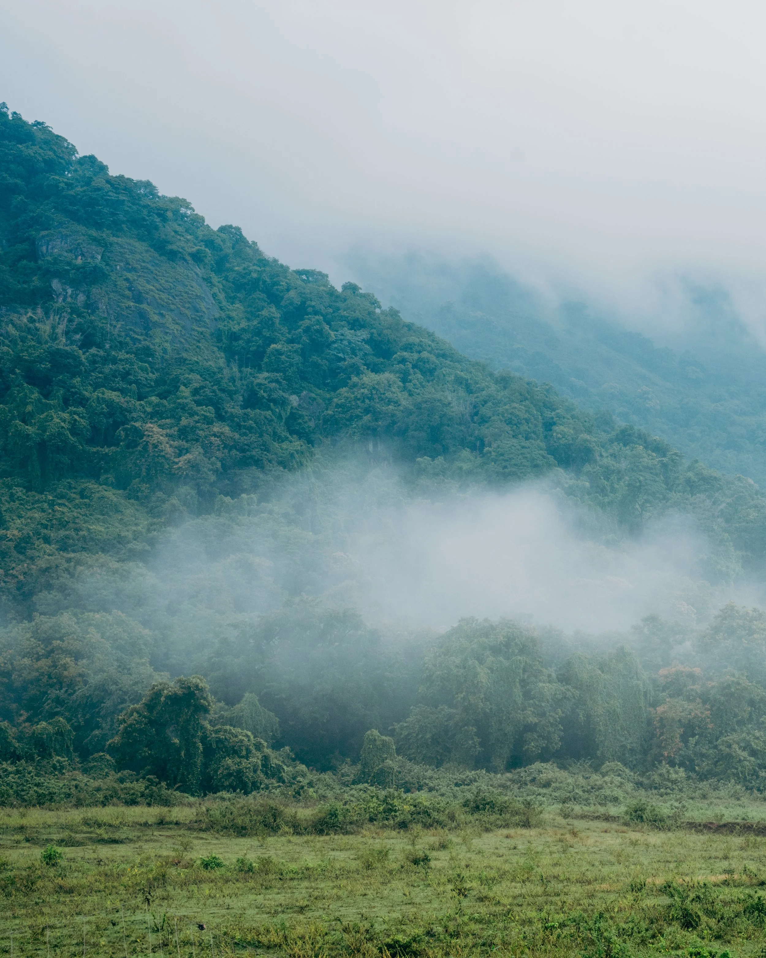 Misty green mountain landscape with dense forest and fog.