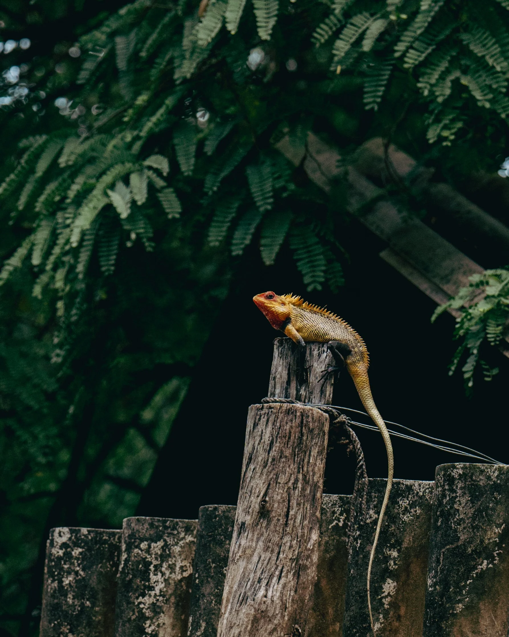 A bearded dragon lizard perched on a weathered wooden post in a lush green jungle setting.