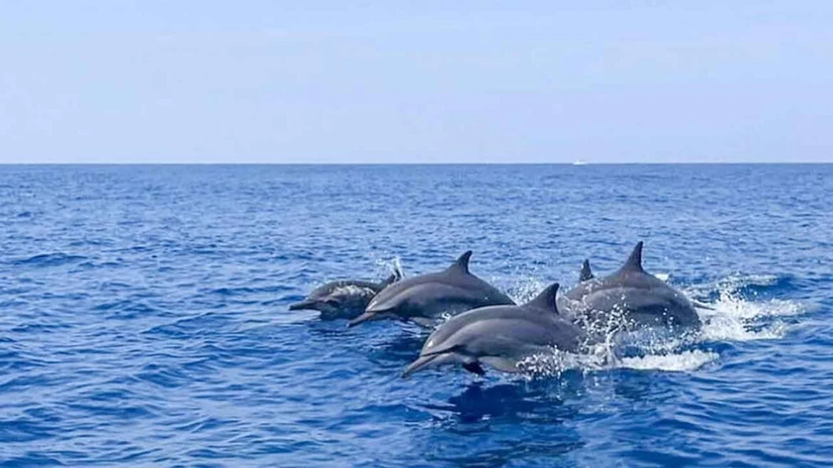 Lovina-Dolphin-Watching-Day-Tour-in-North-Bali-1170x658.jpg