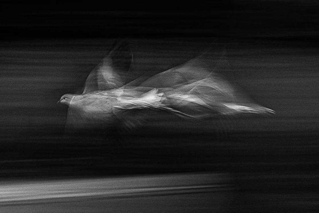 Collared Dove at Speed, Remarkable Artwork, Siena International Awards 2022