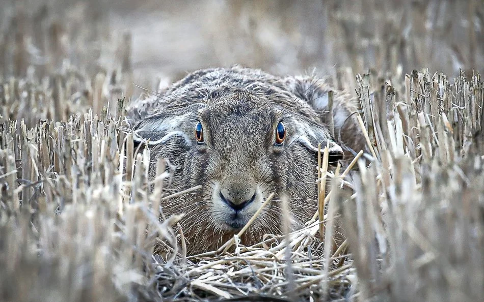 Hare Lying Down, Golden Turtle 2022 Finalist