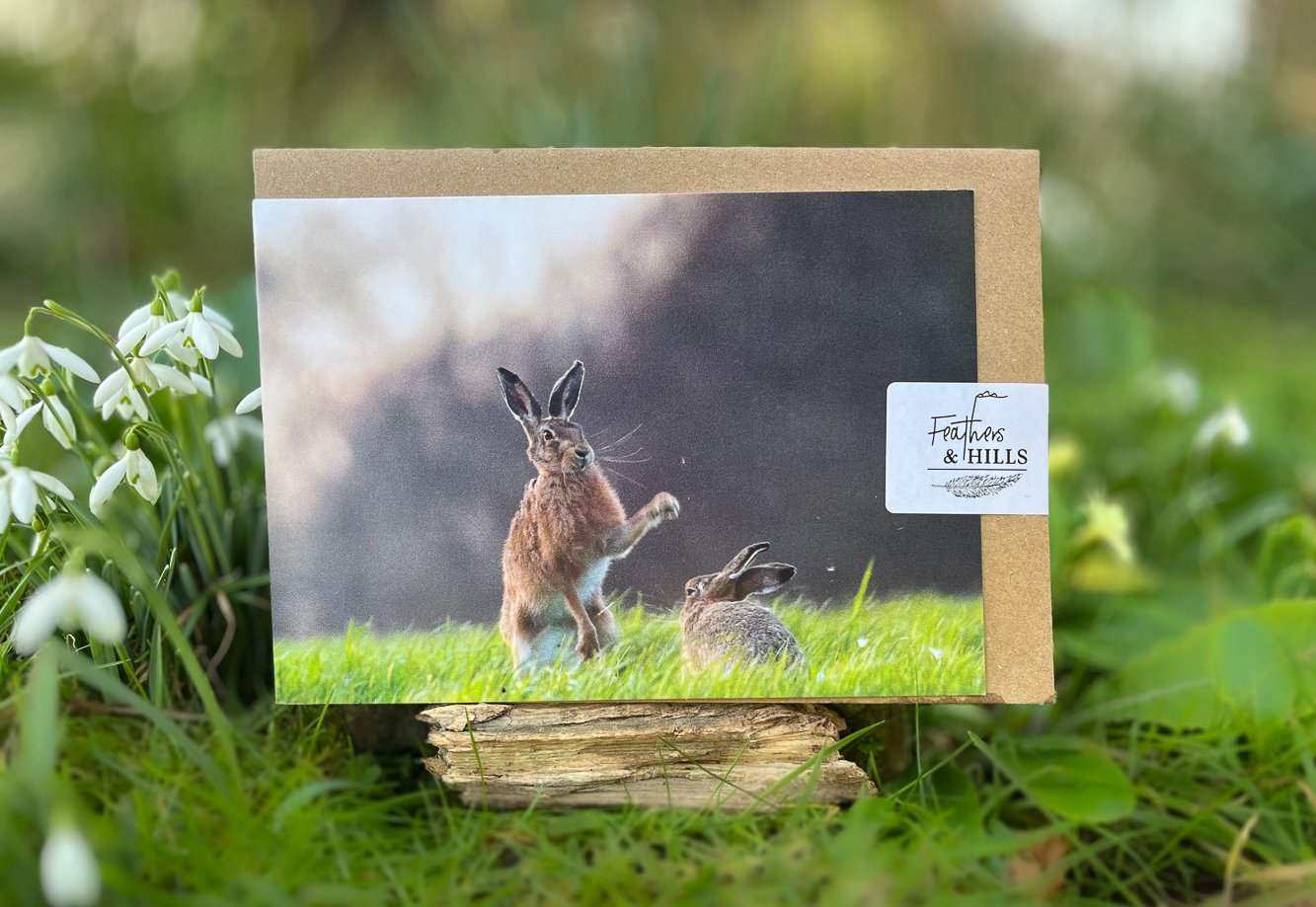 Hi Hare!