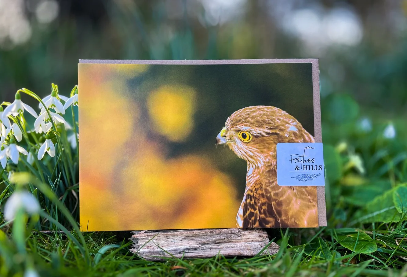 Sparrowhawk portrait