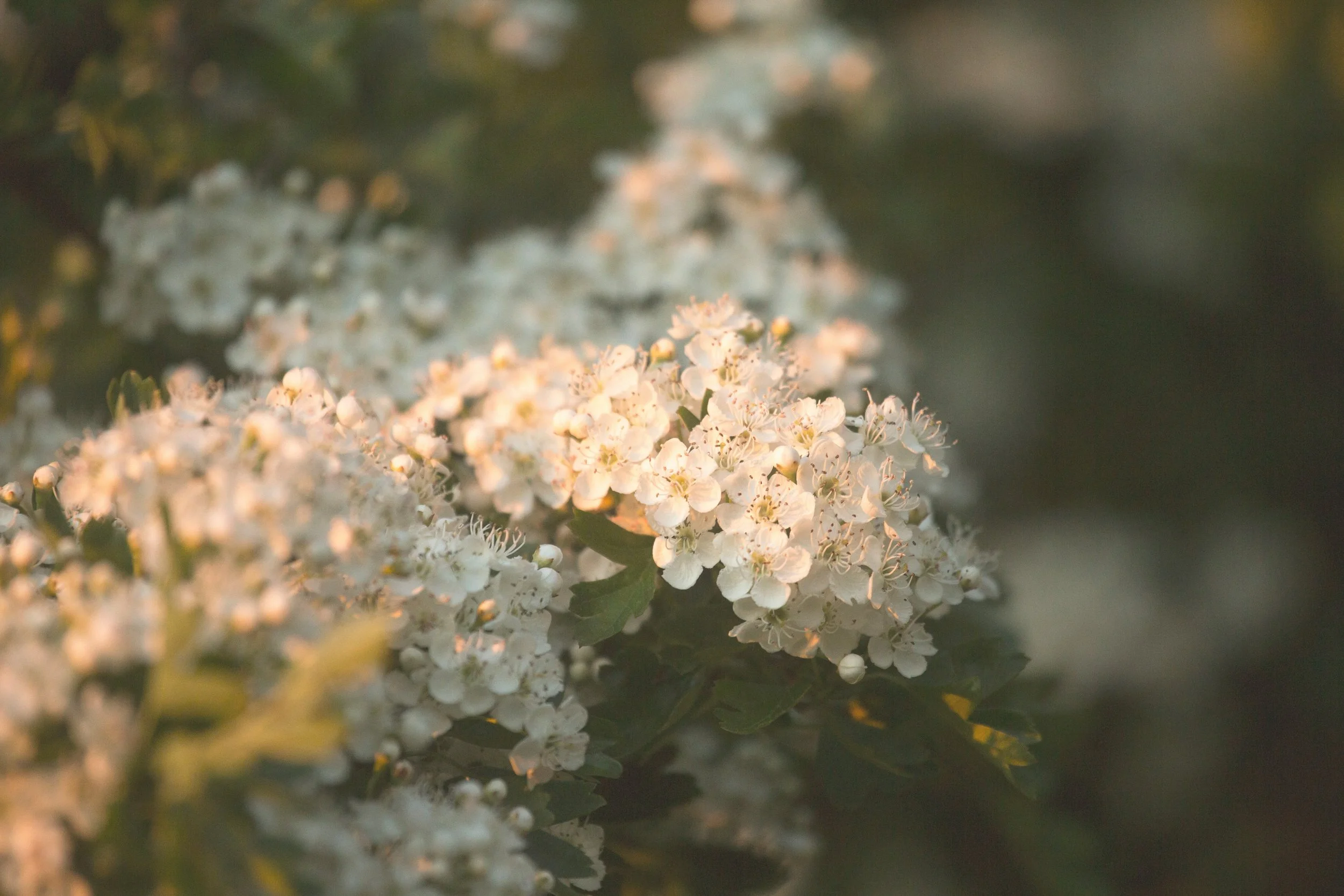 How to forage for Hawthorn Tea