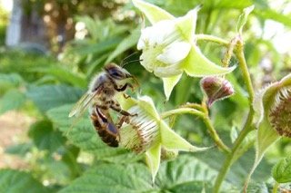 Créer une relation vivante avec les abeilles