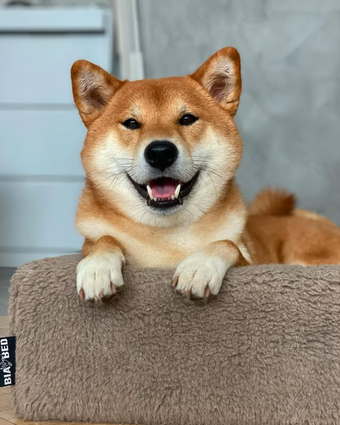 Liten, lykkelig hund med smilende ansikt som ligger i en beige hundeseng.