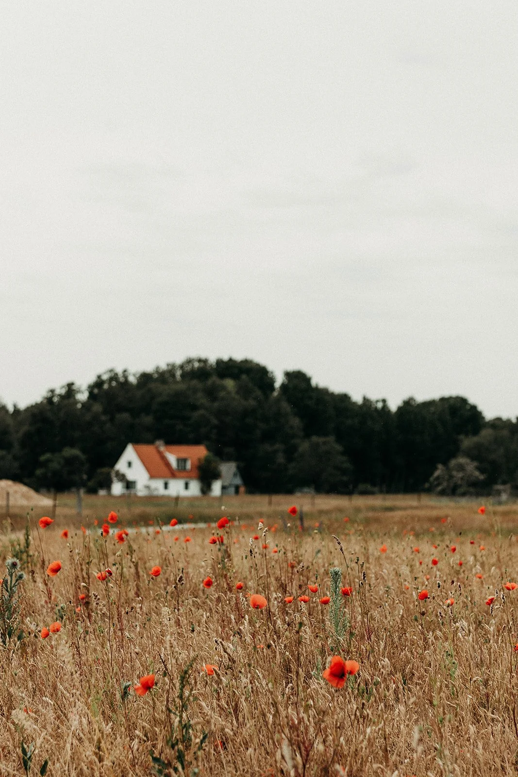 Bröllopsfotograf Liv Darcy Studio Fårö Gotland 