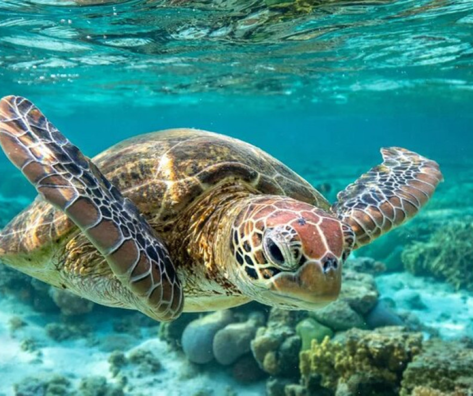 Adventures at Sea: The Best Family Excursions for Your Cruise