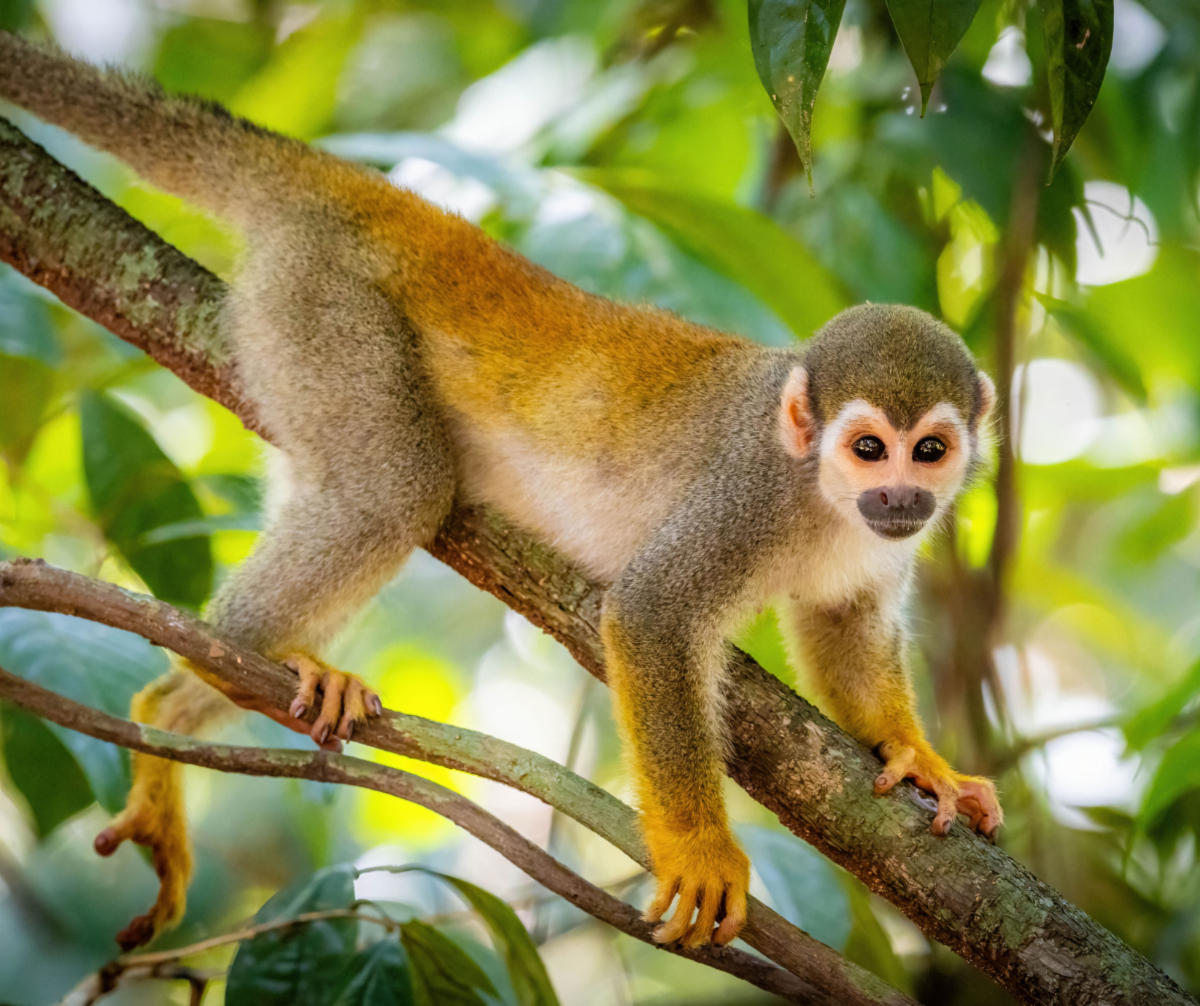 Explore South America Without the Guesswork