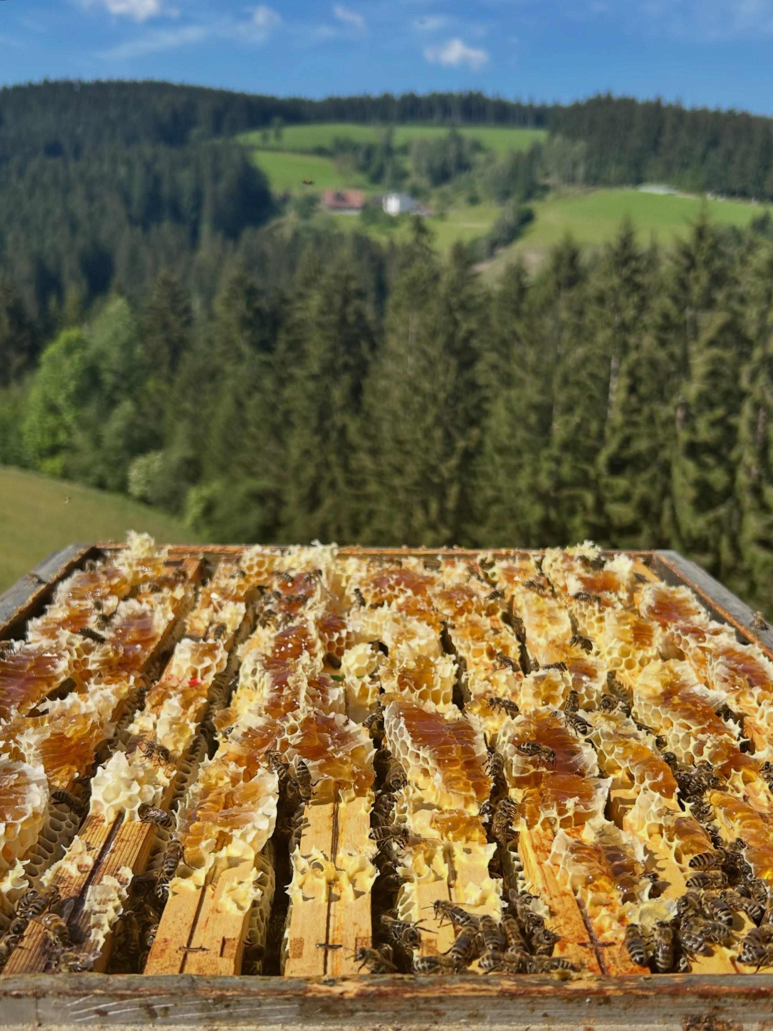 &hellip; das war die Sommersaison 2026 ✨🐝🍯🌼💛