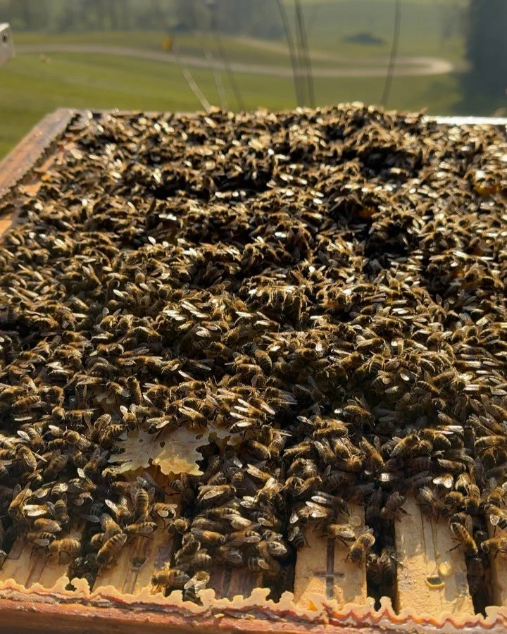 Sch&ouml;nen Weltfrauentag 🐝🚺🌸✨