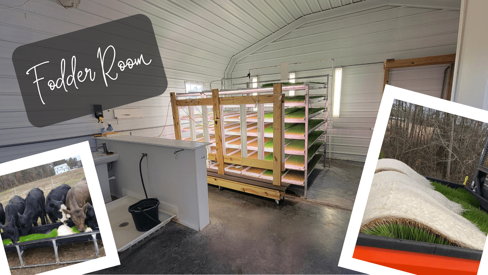 Wallace Meadows (8).png