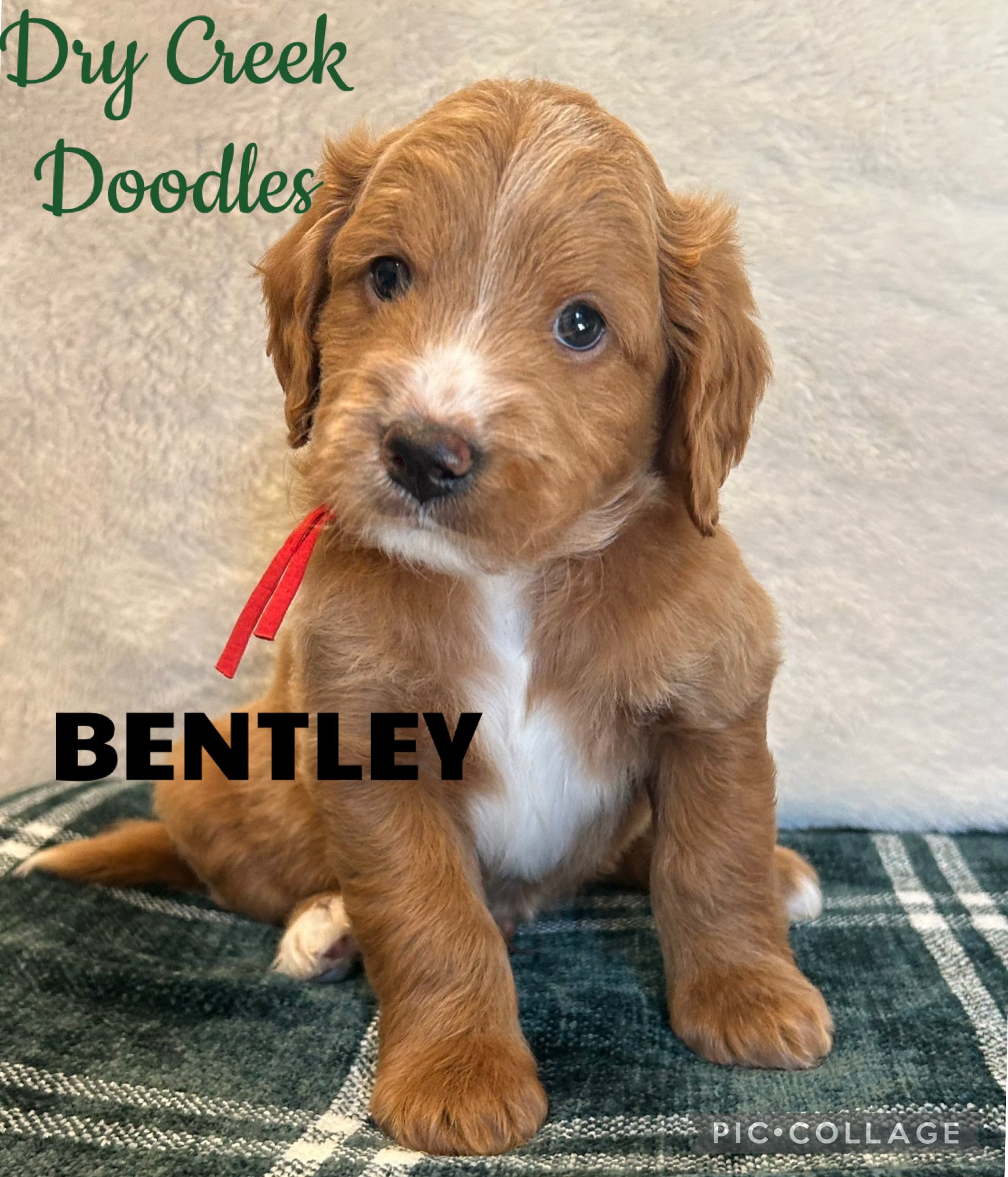 mini goldendoodle puppy for sale in North Texas