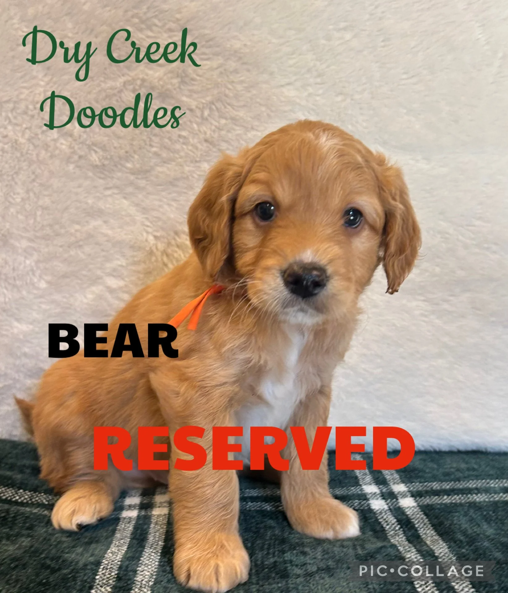 mini goldendoodle puppies for sale in North Texas