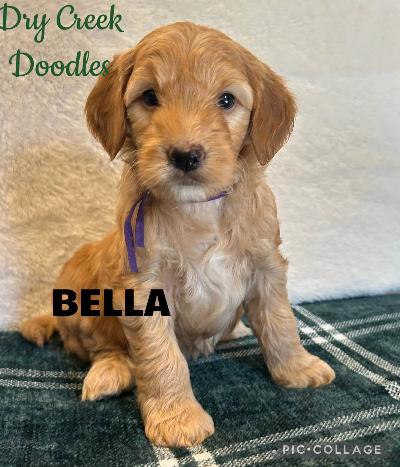 mini goldendoodle puppies for sale in TEXAS