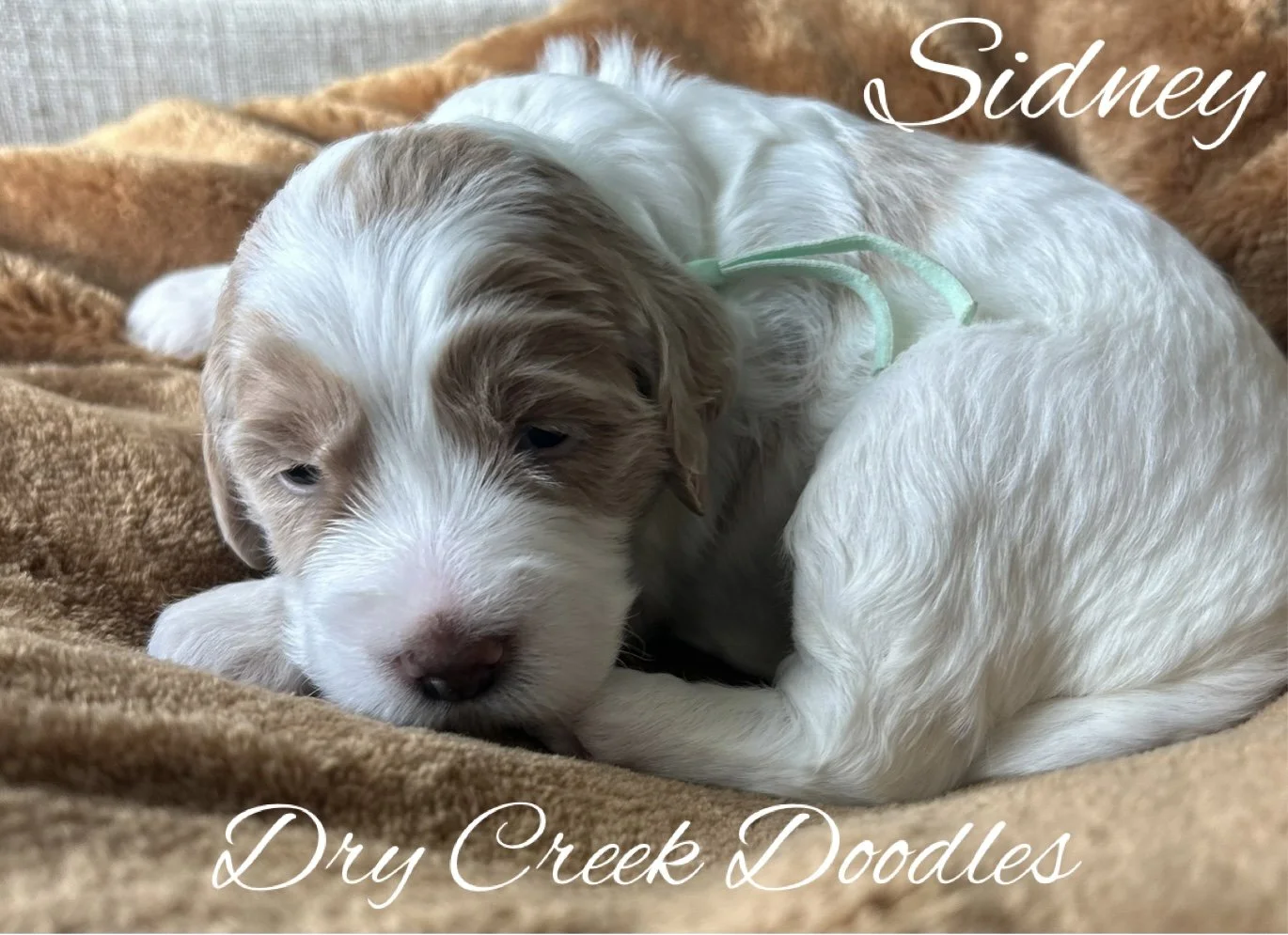multigenerational mini goldendoodle puppies