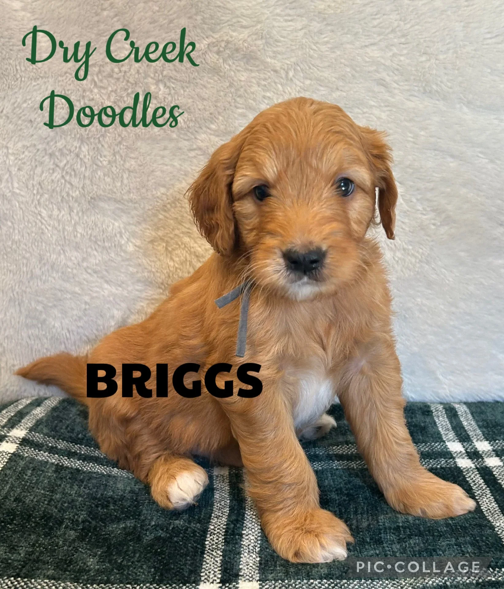 mini goldendoodle puppies Texas