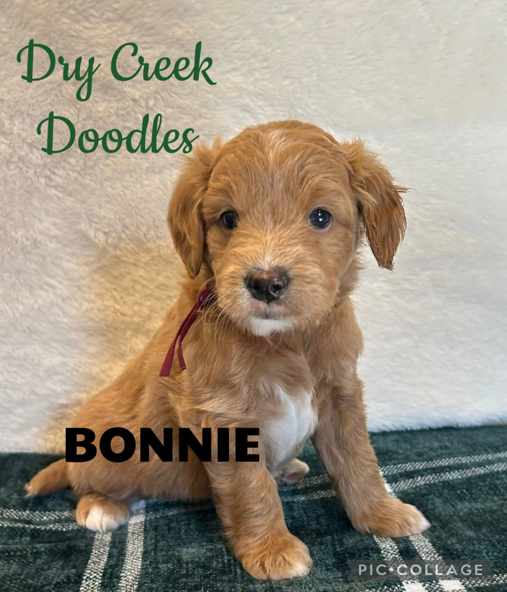 mini goldendoodle puppies