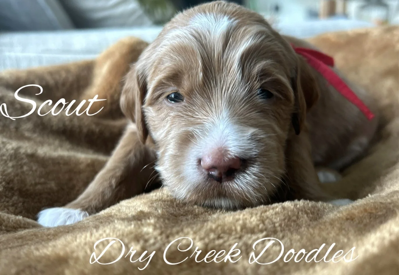 multigenerational goldendoodle dog