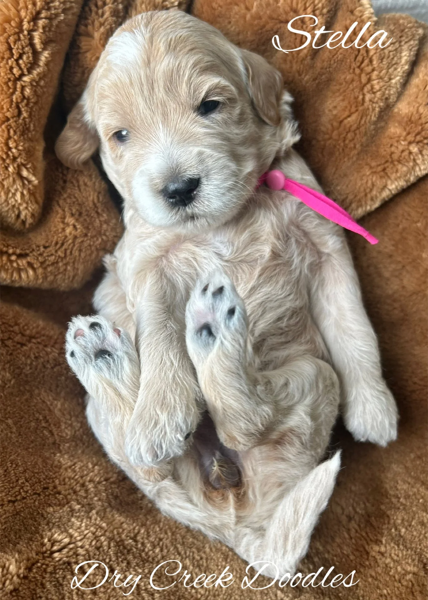 mini goldendoodle puppies for sale in TX