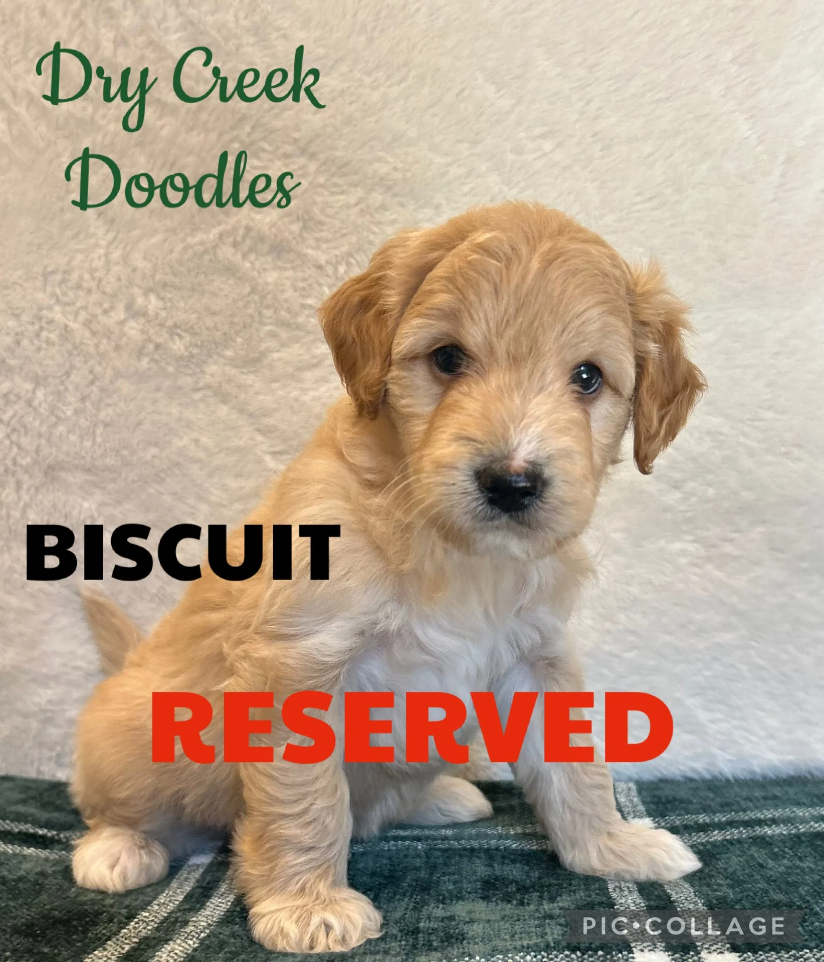 mini goldendoodle puppies for sale in TX