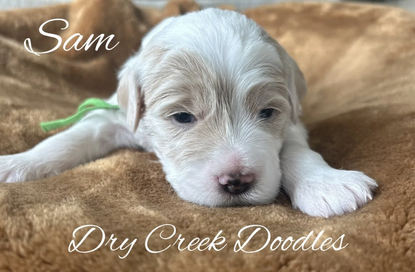 mini goldendoodle puppy