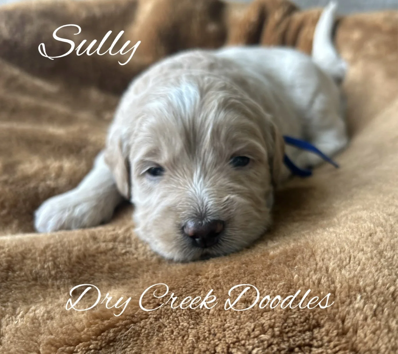 multigenerational apricot mini goldendoodle puppy