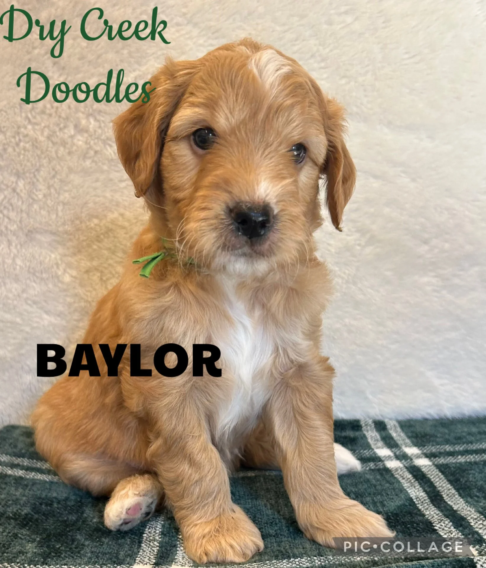 minigoldendoodle puppy for sale near me