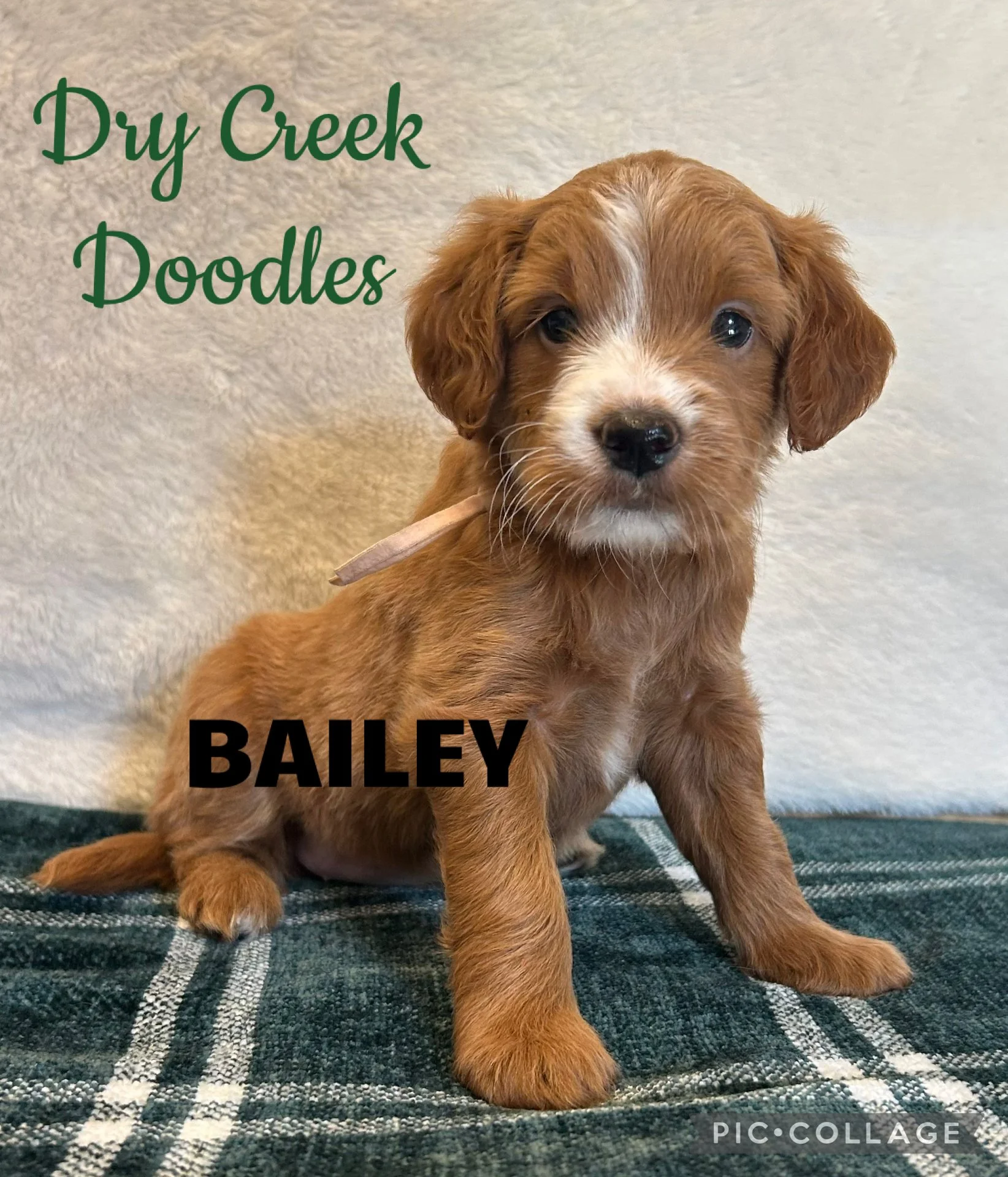 mini goldendoodle puppies for sale near me