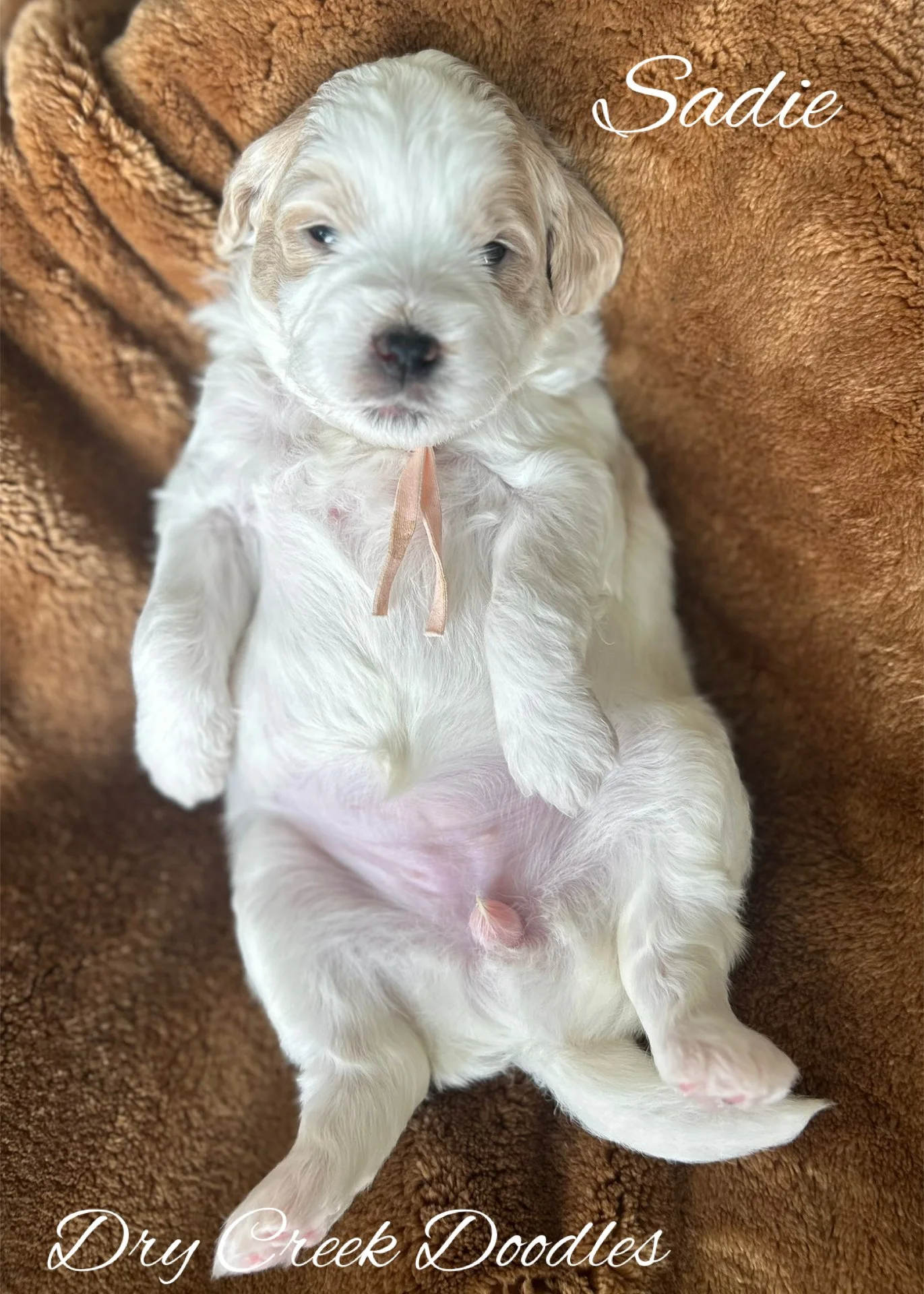 mini goldendoodle puppy for sale near me