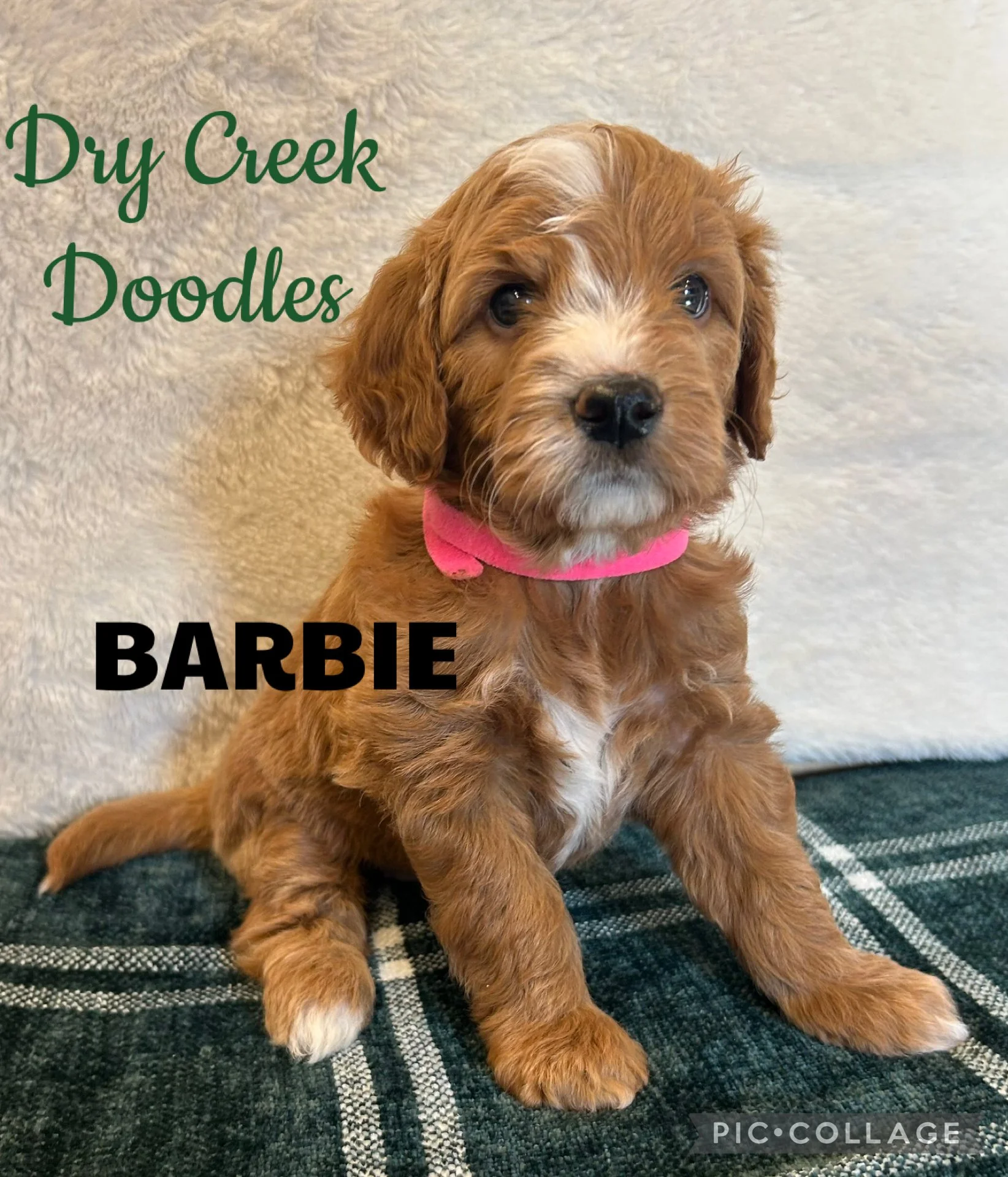 mini goldendoodle puppies in North Texas