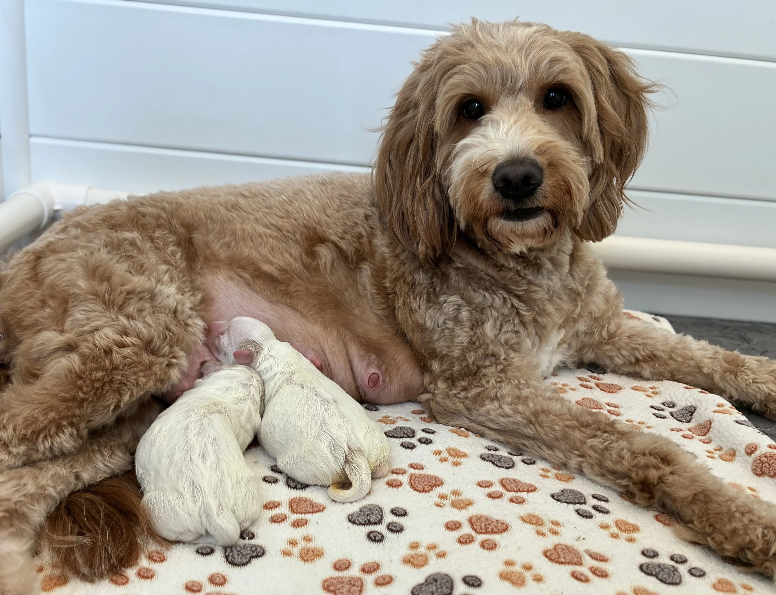 multigenerational mini goldendoodle puppies for sale