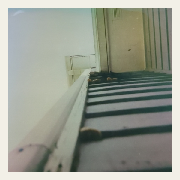 mushrooms on our house