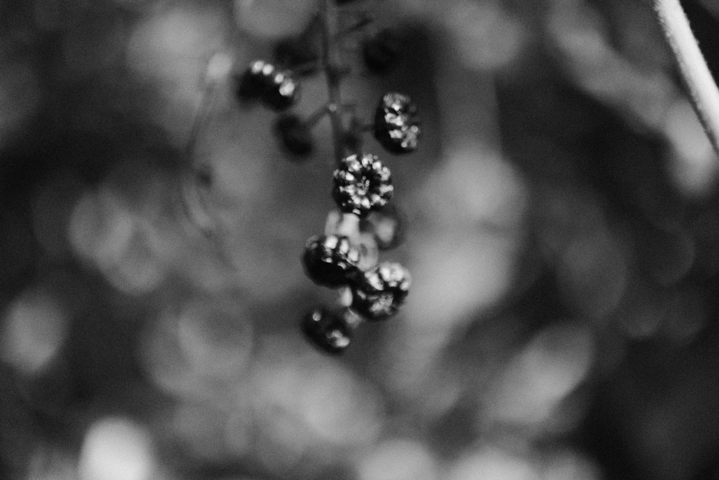 monochrome macro no 1